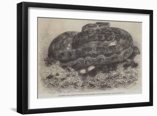 The Great Python Serpent Incubating at the Zoological Society's Gardens, Regent's Park-null-Framed Giclee Print