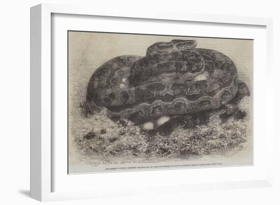 The Great Python Serpent Incubating at the Zoological Society's Gardens, Regent's Park-null-Framed Giclee Print