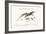 The Great Spotted Lizard with a Forked Tail, 1749-73-George Edwards-Framed Giclee Print