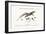The Great Spotted Lizard with a Forked Tail, 1749-73-George Edwards-Framed Giclee Print
