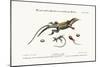 The Great Spotted Lizard with a Forked Tail, 1749-73-George Edwards-Mounted Giclee Print