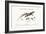 The Great Spotted Lizard with a Forked Tail, 1749-73-George Edwards-Framed Giclee Print