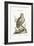 The Great White Owl, 1749-73-George Edwards-Framed Giclee Print