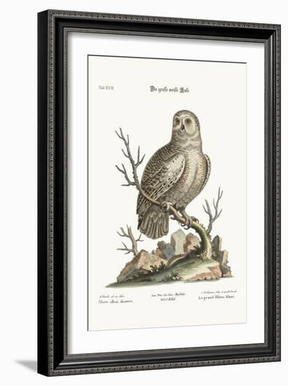 The Great White Owl, 1749-73-George Edwards-Framed Giclee Print