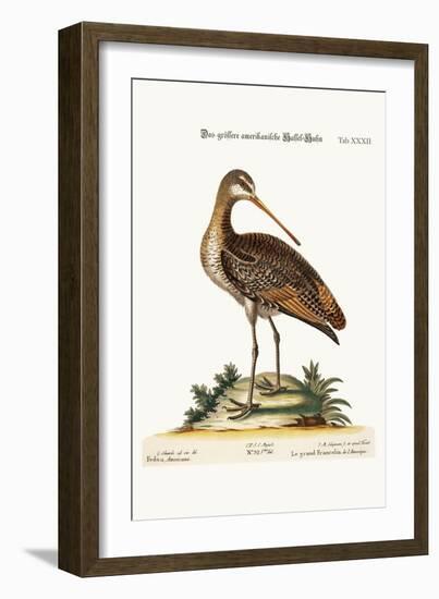 The Greater American Godwit, 1749-73-George Edwards-Framed Giclee Print