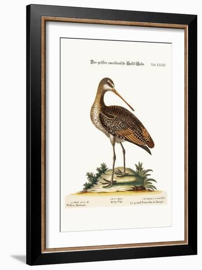 The Greater American Godwit, 1749-73-George Edwards-Framed Giclee Print