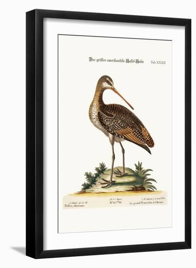 The Greater American Godwit, 1749-73-George Edwards-Framed Giclee Print