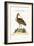 The Greater American Godwit, 1749-73-George Edwards-Framed Giclee Print