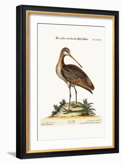 The Greater American Godwit, 1749-73-George Edwards-Framed Giclee Print