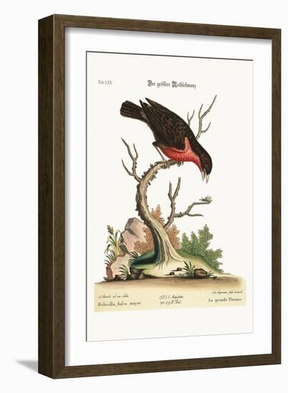 The Greater Bullfinch, 1749-73-George Edwards-Framed Giclee Print