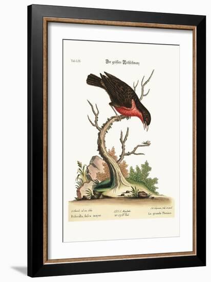 The Greater Bullfinch, 1749-73-George Edwards-Framed Giclee Print