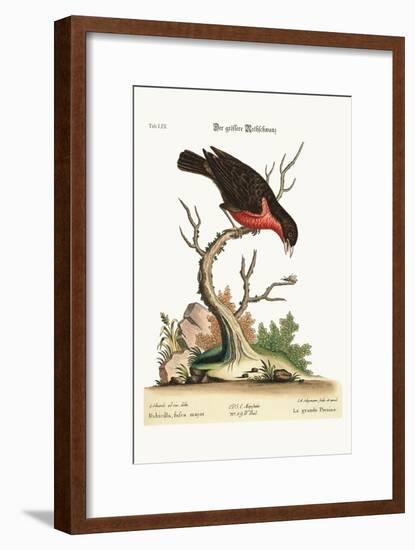 The Greater Bullfinch, 1749-73-George Edwards-Framed Giclee Print