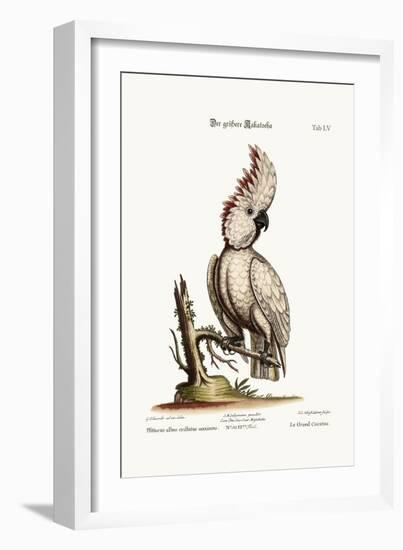 The Greater Cockatoo, 1749-73-George Edwards-Framed Giclee Print