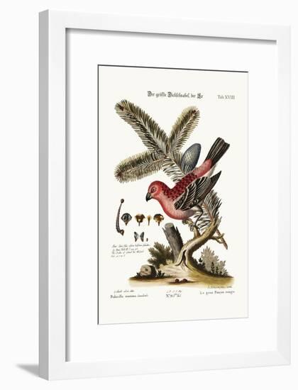 The Greatest Bulfinch-Cock, 1749-73-George Edwards-Framed Giclee Print