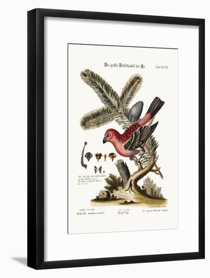 The Greatest Bulfinch-Cock, 1749-73-George Edwards-Framed Giclee Print