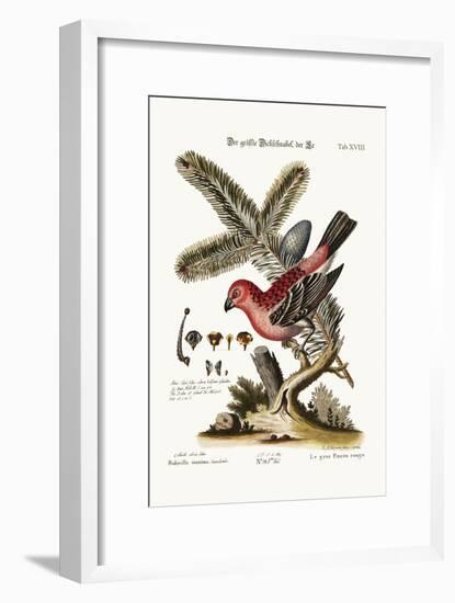 The Greatest Bulfinch-Cock, 1749-73-George Edwards-Framed Giclee Print