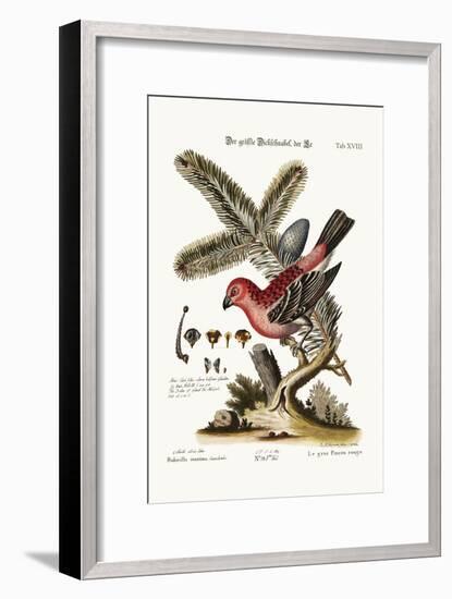 The Greatest Bulfinch-Cock, 1749-73-George Edwards-Framed Giclee Print