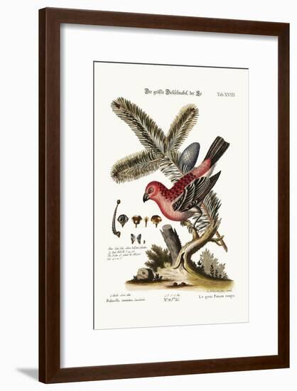 The Greatest Bulfinch-Cock, 1749-73-George Edwards-Framed Giclee Print