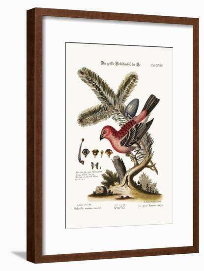 The Greatest Bulfinch-Cock, 1749-73-George Edwards-Framed Giclee Print