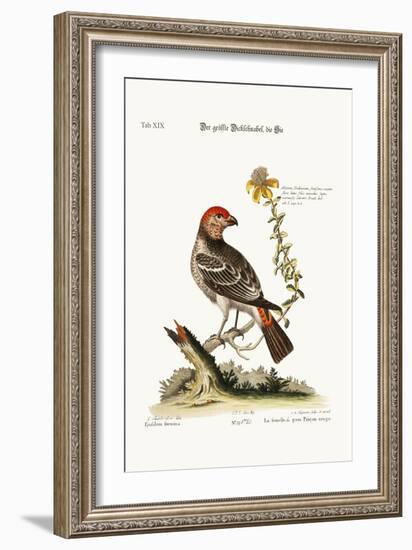 The Greatest Bulfinch-Hen, 1749-73-George Edwards-Framed Giclee Print