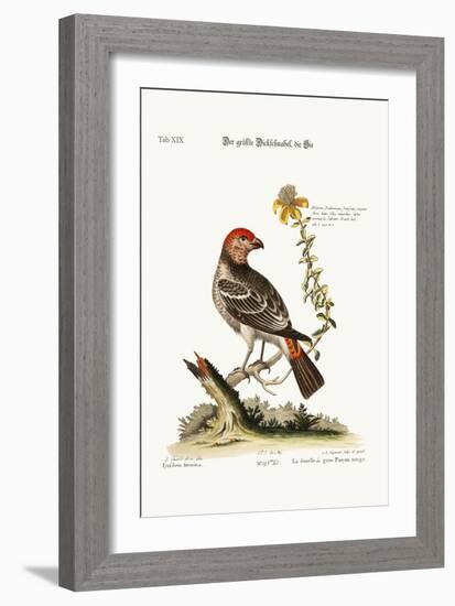 The Greatest Bulfinch-Hen, 1749-73-George Edwards-Framed Giclee Print