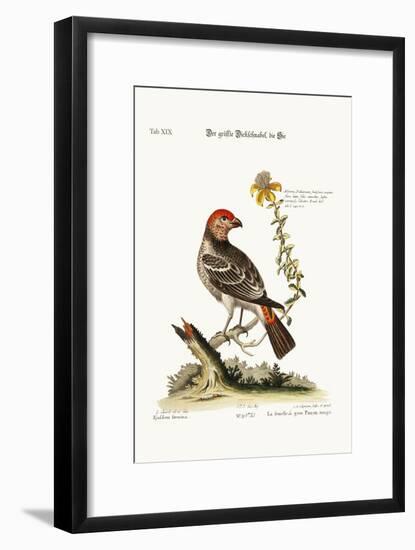 The Greatest Bulfinch-Hen, 1749-73-George Edwards-Framed Giclee Print