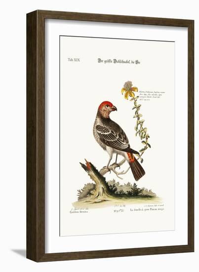 The Greatest Bulfinch-Hen, 1749-73-George Edwards-Framed Giclee Print