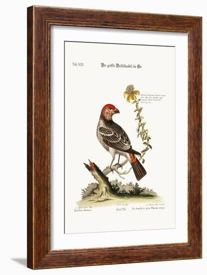 The Greatest Bulfinch-Hen, 1749-73-George Edwards-Framed Giclee Print