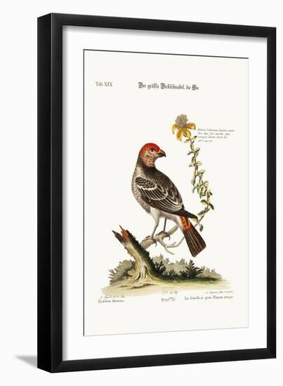 The Greatest Bulfinch-Hen, 1749-73-George Edwards-Framed Giclee Print