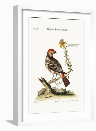 The Greatest Bulfinch-Hen, 1749-73-George Edwards-Framed Giclee Print