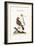 The Greatest Bulfinch-Hen, 1749-73-George Edwards-Framed Giclee Print