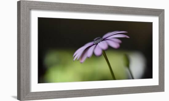 The Green Darkness-Heidi Westum-Framed Photographic Print