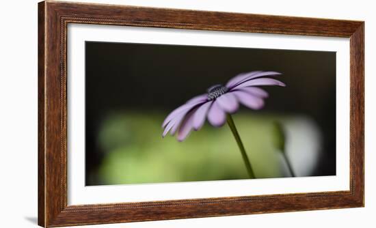 The Green Darkness-Heidi Westum-Framed Photographic Print