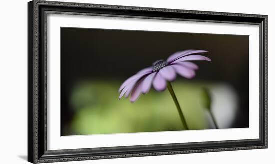 The Green Darkness-Heidi Westum-Framed Photographic Print