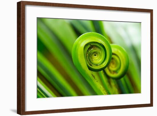 The Green Fern Origin to in the Nature-c photospirit-Framed Photographic Print