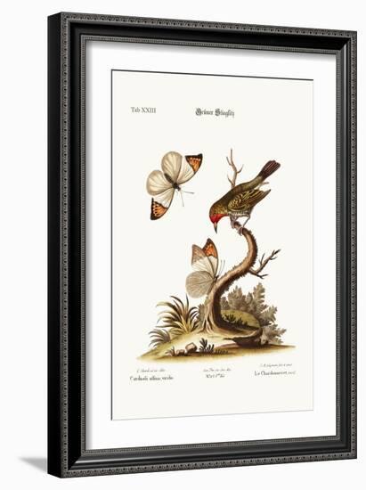 The Green Goldfinch, 1749-73-George Edwards-Framed Giclee Print