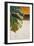 The Green Leaf II-Patricia Pinto-Framed Art Print