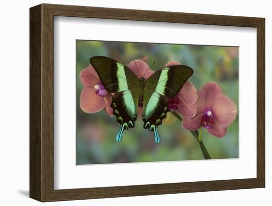 The Green Swallowtail Butterfly, Papilio Blumei-Darrell Gulin-Framed Photographic Print