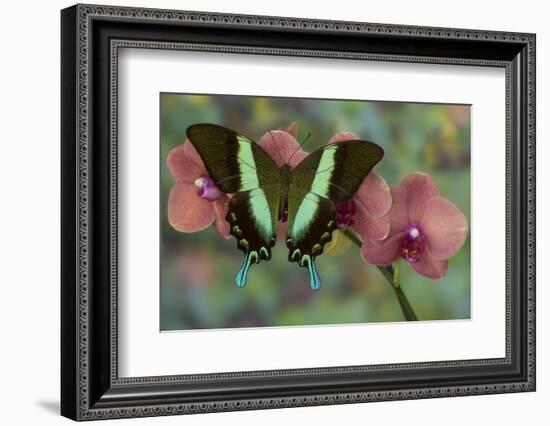 The Green Swallowtail Butterfly, Papilio Blumei-Darrell Gulin-Framed Photographic Print