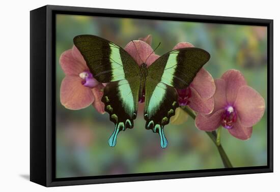 The Green Swallowtail Butterfly, Papilio Blumei-Darrell Gulin-Framed Premier Image Canvas