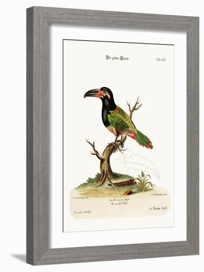 The Green Toucan, 1749-73-George Edwards-Framed Giclee Print