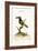 The Green Toucan, 1749-73-George Edwards-Framed Giclee Print