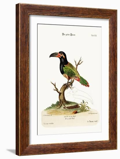 The Green Toucan, 1749-73-George Edwards-Framed Giclee Print