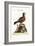 The Green-Winged Dove, 1749-73-George Edwards-Framed Giclee Print