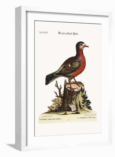 The Green-Winged Dove, 1749-73-George Edwards-Framed Giclee Print