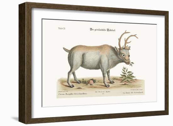 The Greenland Buck, 1749-73-George Edwards-Framed Giclee Print