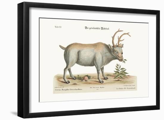 The Greenland Buck, 1749-73-George Edwards-Framed Giclee Print