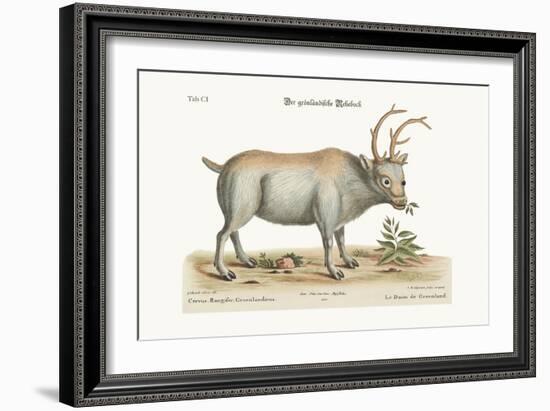 The Greenland Buck, 1749-73-George Edwards-Framed Giclee Print