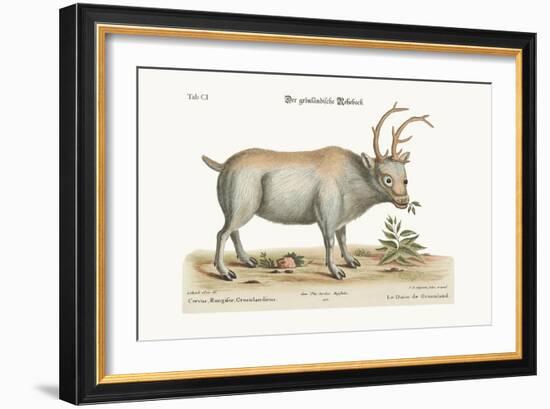 The Greenland Buck, 1749-73-George Edwards-Framed Giclee Print