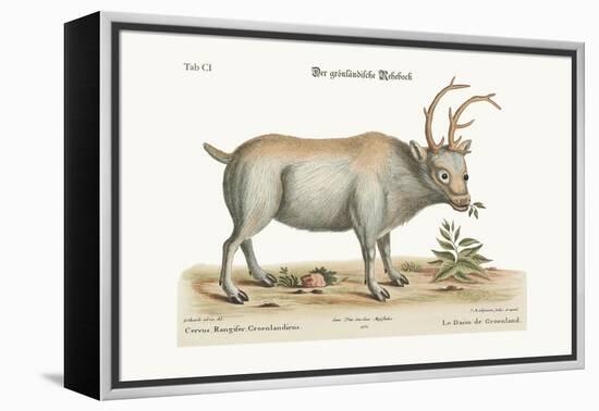 The Greenland Buck, 1749-73-George Edwards-Framed Premier Image Canvas